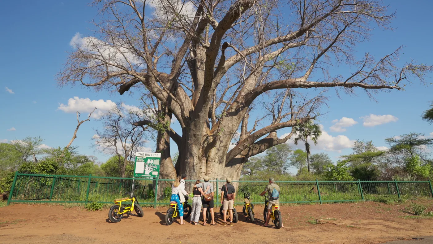Riders on yellow Bamba e-bikes at the Big Tree baobab